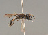  ( - BC ZSM HYM 21922)  @13 [ ] CreativeCommons - Attribution Non-Commercial Share-Alike (2014) Stefan Schmidt SNSB, Zoologische Staatssammlung Muenchen