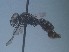  (Pison allonymum - ZSM-HYM-42469-D12)  @11 [ ] by-nc-sa (2022) SNSB, Staatliche Naturwissenschaftliche Sammlungen Bayerns ZSM (SNSB, Zoologische Staatssammlung Muenchen)
