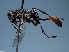  (Prionyx arabicus - ZSM-HYM-42469-E05)  @11 [ ] by-nc-sa (2022) SNSB, Staatliche Naturwissenschaftliche Sammlungen Bayerns ZSM (SNSB, Zoologische Staatssammlung Muenchen)