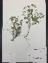  (Tragia betonicifolia - Bagley74)  @11 [ ] CreativeCommons  Attribution Non-Commercial Share-Alike (2016) Savannah Hight Texas Lutheran University