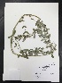  ( - Cordova4)  @11 [ ] CreativeCommons  Attribution Non-Commercial Share-Alike (2016) Tamara D. Kotin Texas Lutheran University