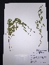  (Tragia brevispica - Gatto47)  @11 [ ] CreativeCommons  Attribution Non-Commercial Share-Alike (2016) Madalynne Gatto Texas Lutheran University