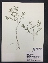  ( - Hight63)  @11 [ ] CreativeCommons  Attribution Non-Commercial Share-Alike (2016) Savannah Hight Texas Lutheran University