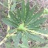  ( - Gatto54)  @11 [ ] CreativeCommons  Attribution Non-Commercial Share-Alike (2016) Madalynne Gatto Texas Lutheran University