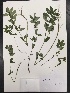  (Chamaesyce hypericifolia - Kotin19)  @11 [ ] CreativeCommons  Attribution Non-Commercial Share-Alike (2016) Tamara D. Kotin Texas Lutheran University