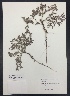 ( - Moss47)  @11 [ ] CreativeCommons  Attribution Non-Commercial Share-Alike (2016) Savannah Hight Texas Lutheran University