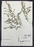  ( - Rajkumar97)  @11 [ ] CreativeCommons  Attribution Non-Commercial Share-Alike (2016) Savannah Hight Texas Lutheran University