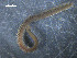  ( - WS00053)  @11 [ ] Unspecified (default): All Rights Reserved (2011) Neretina T.V. Moscow State University, White Sea Biological Station