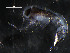  ( - WS00129)  @11 [ ] CreativeCommons - Attribution Non-Commercial Share-Alike (2011) WSBS Moscow State University, White Sea Biological Station