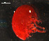  ( - WSBS0195)  @11 [ ] Unspecified (default): All Rights Reserved (2011) Neretina T.V. Moscow State University, White Sea Biological Station