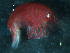  ( - WSBS0197)  @11 [ ] Unspecified (default): All Rights Reserved (2011) Neretina T.V. Moscow State University, White Sea Biological Station