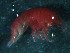  (Acanthonotozoma inflatum - WSBS0197)  @11 [ ] Unspecified (default): All Rights Reserved (2011) Neretina T.V. Moscow State University, White Sea Biological Station