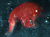  ( - WSBS0198)  @11 [ ] Unspecified (default): All Rights Reserved (2011) Neretina T.V. Moscow State University, White Sea Biological Station