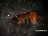  (Amphithoe - WSBS0365)  @11 [ ] Unspecified (default): All Rights Reserved (2011) Neretina T.V. Moscow State University, White Sea Biological Station