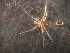  ( - WSBS0770)  @11 [ ] Unspecified (default): All Rights Reserved (2011) Neretina T.V. Moscow State University, White Sea Biological Station