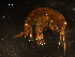  ( - WSBS0858)  @12 [ ] Unspecified (default): All Rights Reserved (2011) Neretina T.V. Moscow State University, White Sea Biological Station