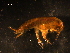  ( - WSBS0859)  @12 [ ] Unspecified (default): All Rights Reserved (2011) Neretina T.V. Moscow State University, White Sea Biological Station