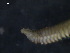 ( - WSBS1007)  @11 [ ] Unspecified (default): All Rights Reserved (2011) Neretina T.V. Moscow State University, White Sea Biological Station