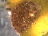  ( - WSBS1047)  @11 [ ] Unspecified (default): All Rights Reserved (2011) Neretina T.V. Moscow State University, White Sea Biological Station