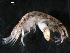  ( - WSBS1238)  @11 [ ] Unspecified (default): All Rights Reserved (2011) Neretina T.V. Moscow State University, White Sea Biological Station