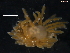  ( - WSBS1917)  @11 [ ] Unspecified (default): All Rights Reserved (2012) Neretina T.V. Moscow State University, White Sea Biological Station