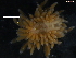  ( - WSBS1918)  @13 [ ] Unspecified (default): All Rights Reserved (2012) Neretina T.V. Moscow State University, White Sea Biological Station