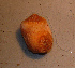  ( - WSECH0021)  @13 [ ] CreativeCommons - Attribution (2010) Unspecified Centre for Biodiversity Genomics