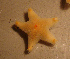  ( - WSECH0023)  @13 [ ] CreativeCommons - Attribution (2010) Unspecified Centre for Biodiversity Genomics