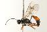  (Atractodes sp - CHU05-WSP-050)  @14 [ ] CC-0  Unspecified Unspecified