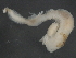  (Terebellides sp. CMC01 - WS0083)  @13 [ ] CreativeCommons - Attribution (2009) Unspecified Centre for Biodiversity Genomics