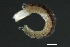  ( - WS0161)  @13 [ ] CreativeCommons - Attribution (2010) Unspecified Centre for Biodiversity Genomics