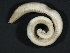  ( - WS0194)  @14 [ ] CreativeCommons - Attribution (2010) Unspecified Centre for Biodiversity Genomics