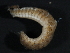  ( - WS0219)  @13 [ ] CreativeCommons - Attribution (2010) Unspecified Centre for Biodiversity Genomics