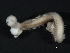  ( - WS0222)  @13 [ ] CreativeCommons - Attribution (2010) Unspecified Centre for Biodiversity Genomics