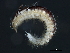  ( - WS0265)  @13 [ ] CreativeCommons - Attribution (2010) Unspecified Centre for Biodiversity Genomics