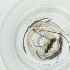  ( - WTPV_032_H5)  @11 [ ] by  Genome Research Ltd as Wellcome Sanger Institute Genome Research Limited operating as Wellcome Sanger Institute