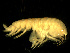  ( - BSM08B1-03)  @11 [ ] CreativeCommons - Attribution (2010) Unspecified Centre for Biodiversity Genomics