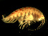  ( - BSM08P11-01)  @13 [ ] CreativeCommons - Attribution (2010) Unspecified Centre for Biodiversity Genomics