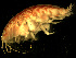  ( - BSM08P5-01)  @13 [ ] CreativeCommons - Attribution (2010) Unspecified Centre for Biodiversity Genomics