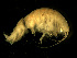  ( - BSM08P5-02)  @13 [ ] CreativeCommons - Attribution (2010) Unspecified Centre for Biodiversity Genomics
