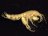  (Maera loveni - BSM08S1-01)  @14 [ ] CreativeCommons - Attribution (2010) Unspecified Centre for Biodiversity Genomics