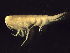  (Syrrhoe - BSM08S2-04)  @13 [ ] CreativeCommons - Attribution (2010) Unspecified Centre for Biodiversity Genomics