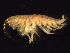  ( - BSM08S4-02)  @13 [ ] CreativeCommons - Attribution (2010) Unspecified Centre for Biodiversity Genomics