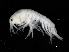  ( - EAV-SJPJ-01)  @14 [ ] CreativeCommons - Attribution (2010) Unspecified Centre for Biodiversity Genomics
