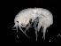  ( - EAV-SJPJ-03)  @13 [ ] CreativeCommons - Attribution (2010) Unspecified Centre for Biodiversity Genomics