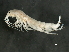  (Maeridae - ESL09T2-20)  @14 [ ] CreativeCommons - Attribution (2010) Unspecified Centre for Biodiversity Genomics