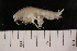  ( - ESL09T33-01)  @13 [ ] CreativeCommons - Attribution (2010) Unspecified Centre for Biodiversity Genomics