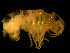  ( - FL001-1)  @13 [ ] CreativeCommons - Attribution (2010) Unspecified Centre for Biodiversity Genomics