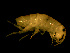  ( - FL003-1)  @11 [ ] CreativeCommons - Attribution (2010) Unspecified Centre for Biodiversity Genomics