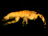  ( - FL003-6)  @14 [ ] CreativeCommons - Attribution (2010) Unspecified Centre for Biodiversity Genomics